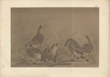 Stampa antica GIAPPONE OCHE