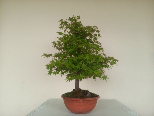 Bonsai acero palmato momiji - bonsai,