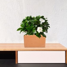  4 Pezzi Vasi Fiori da