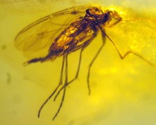 Ambra del Mar Baltico con RARA