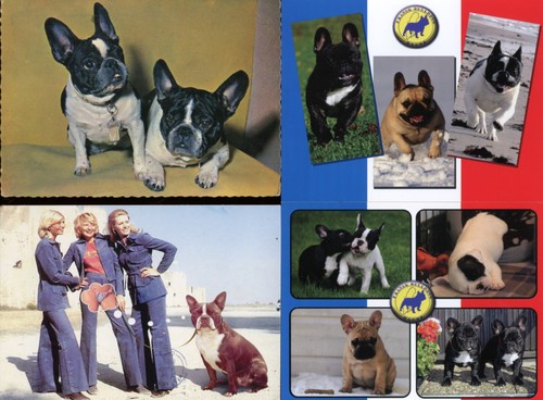 French bulldog dog postcards - bulldog,