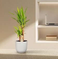 Yucca Piante Cura - Robusta