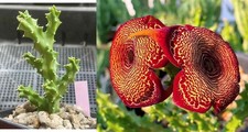 Caralluma socotrana x