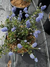 CEANOTHUS CONCHA (in vaso da 24 cm) - FOTO REALI