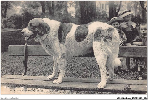 Ailp6 0599 cane dei - cane,