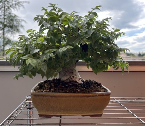 Bonsai shohin olmo campestre - olmo,