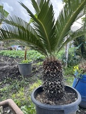 Pianta Cycas 30 cm foto reali