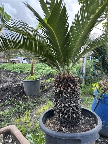 Pianta cycas foto reali - foto,