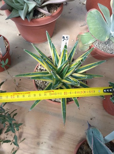 Agave regina victoria - 🌵agave,