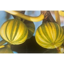 Fico “PANACHÉ“  pianta in