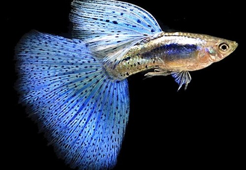 Pesci tropicale guppy - pesci,