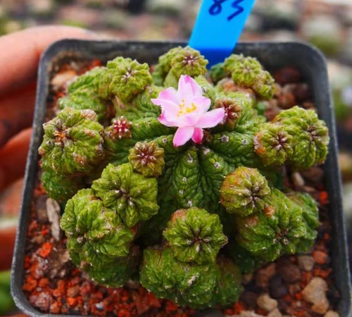Vaso pianta rara cactus - cm,