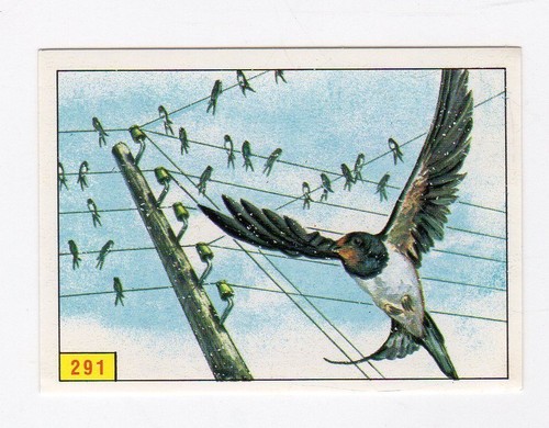 Figurina uccelli panini - figurina,