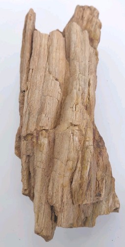 Arto albero fossile legno
