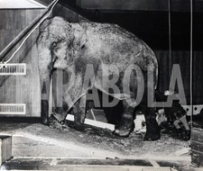 Foto vintage UK, Bimba spinge elefante, 1970, stampa 24X18 cm