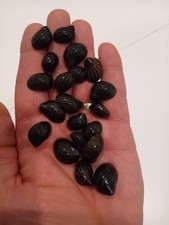 4 Lumache Neritine Zebrata