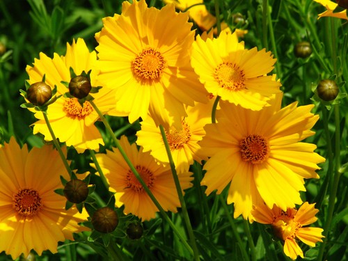 100 semi coreopsis - semi, di