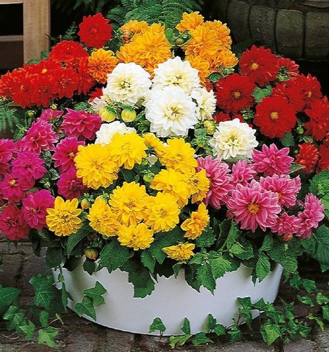 Lot graines de dahlia - graines,