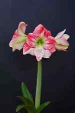 Hippeastrum Flamenco Queen x Elza - 10 seeds