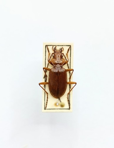 Entomology taxidermy - entomology,