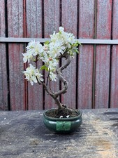 Bonsai melo n7 - bonsai, di