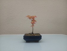 MAME BONSAI ACERO PALMATO