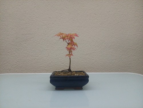 Mame bonsai acero palmato - mame,