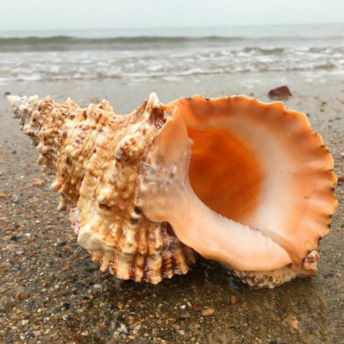 Tutufo naturale rubeta - naturale,