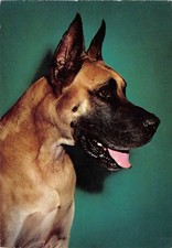 BR89002 dog chien   animal
