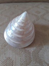 CONCHIGLIA IN MADREPERLA