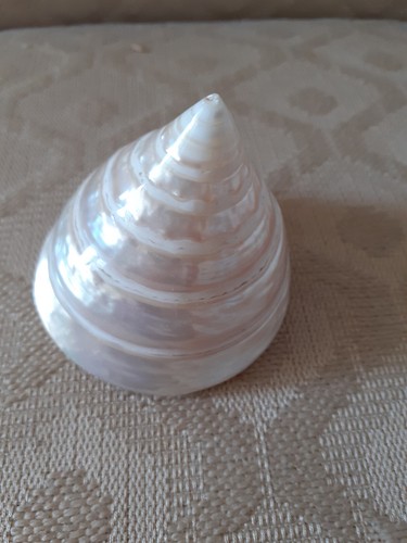 Conchiglia madreperla - conchiglia,
