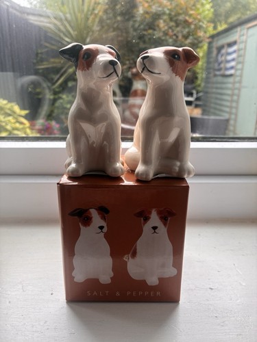 Jack russell terrier - jack,