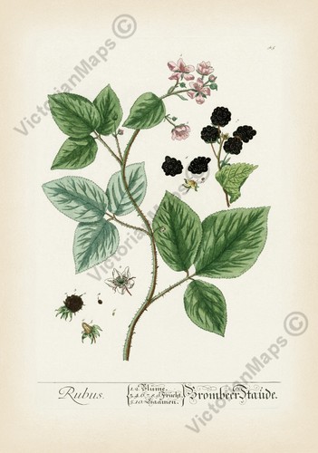 Mora antica stampa botanica