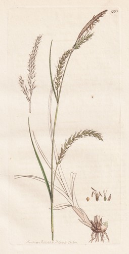 Carex sylvatica segge - carex,
