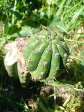 Pachanoi, San🌵Pedro