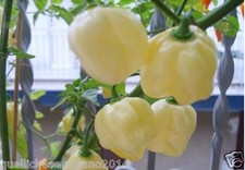  20 semi puri originali di