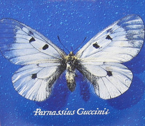 Francesco guccini parnassius - francesco,