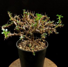 Sarcocaulon vanderietiae