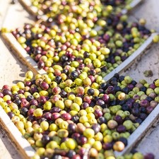 Lodi  Extra Virgin Olive Oil -