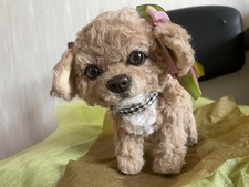 Peluche barboncino giocattolo