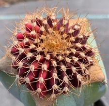 Gummifera Uebelmannia 3,9 cm