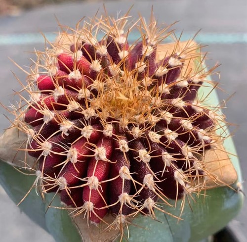 Gummifera uebelmannia cm - uebelmannia,