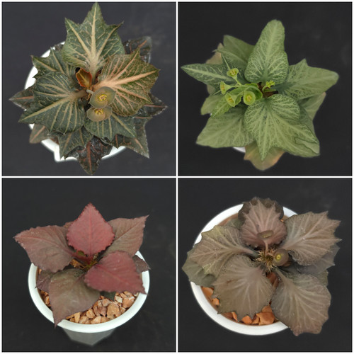 F46 euphorbia francoisii - euphorbia,