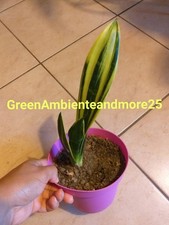 Sanseveria rara preziosa Golden Flame von vaso