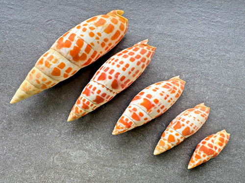 Conchiglie mitra - 5,