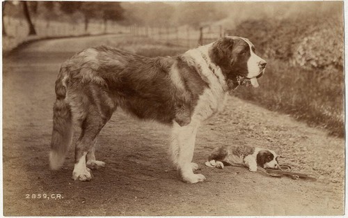 Foto ollivier albumen cane - foto,