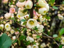PIANTA DI COTOGNO CINESE VASO 26 H.140 cm (foto reale) PSEUDOCYDONIA SINENSIS