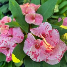 Corona di Spine Mae Fah Luang