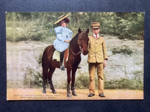 Welsh pony new - a,