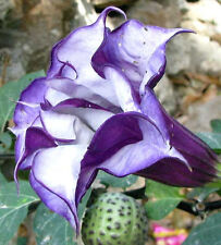 50 SEMI DI DATURA DOPPIA PORPORA PURPLE DATURA METEL"SPEDIZIONE GRATUITA "